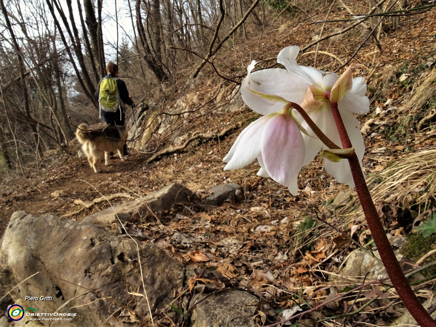 88 E rigodiamo la vista degli ellebori in fiore.JPG